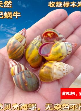 天然海螺贝壳黄色左旋螺蜗牛壳标本收藏螺寄居蟹替换壳鱼缸造景