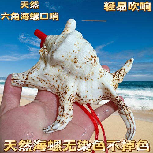 包邮天然海螺贝壳工艺品口哨七角螺六角螺号角儿童玩具表演道具