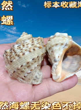 天然海螺贝壳红口螺红鲤螺 卷贝鱼寄居蟹替换壳 鱼缸水族造景装饰