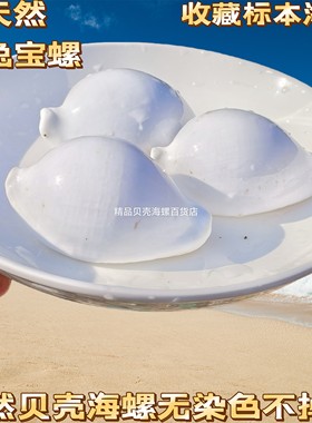 天然宝螺黄金宝百眼宝龟甲宝地图宝玉兔螺宝阿拉伯宝螺标本收藏