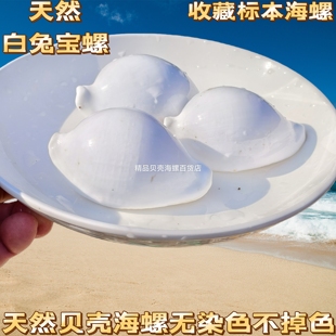 天然宝螺黄金宝百眼宝龟甲宝地图宝玉兔螺宝阿拉伯宝螺标本收藏