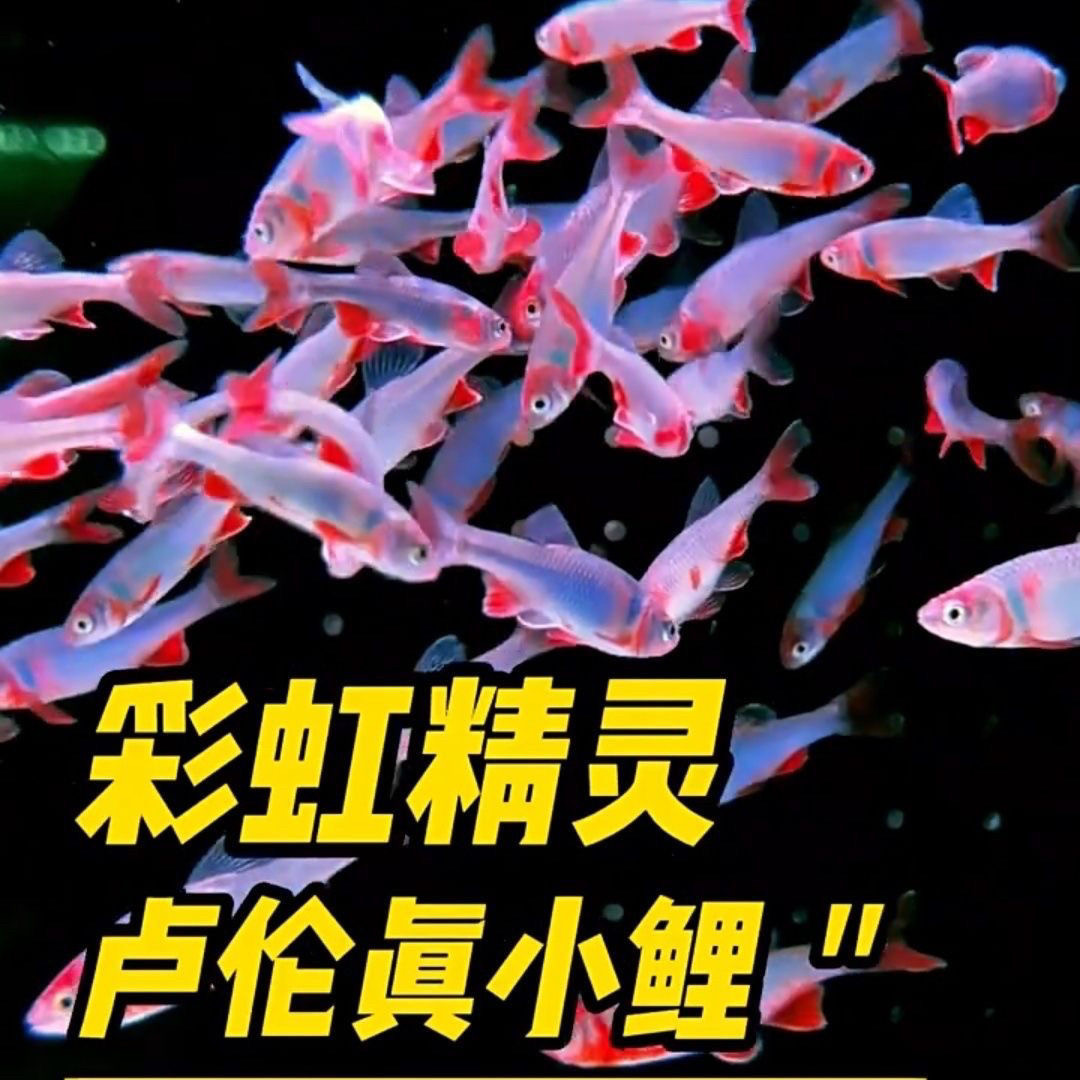 彩虹精灵鱼真小鲤原生鱼冷水鱼无需加热淡水鱼观赏鱼