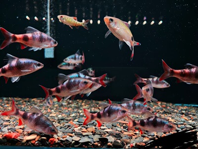 红尾彩虹荧光鲫鱼大尺寸原生冷水溪流活体群游淡水小型耐寒观赏鱼