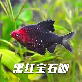 红黑宝石鲫鱼稀有观赏鱼宠物鱼杂食混养群游草缸淡水鱼活体鱼