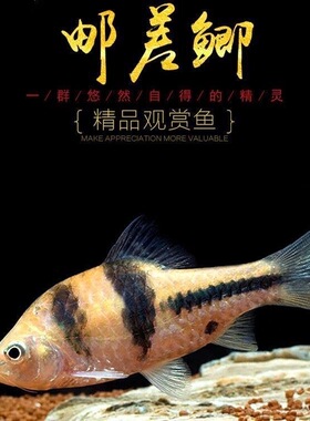 邮差鲫淡水光唇鱼原生态冷水观赏鱼活体小型淡水鱼好养群游鱼淡