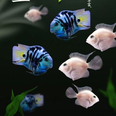 迷你鹦鹉鱼热带三湖慈鲷鱼易养活包邮宝蓝白金胭脂粉小型观赏鱼