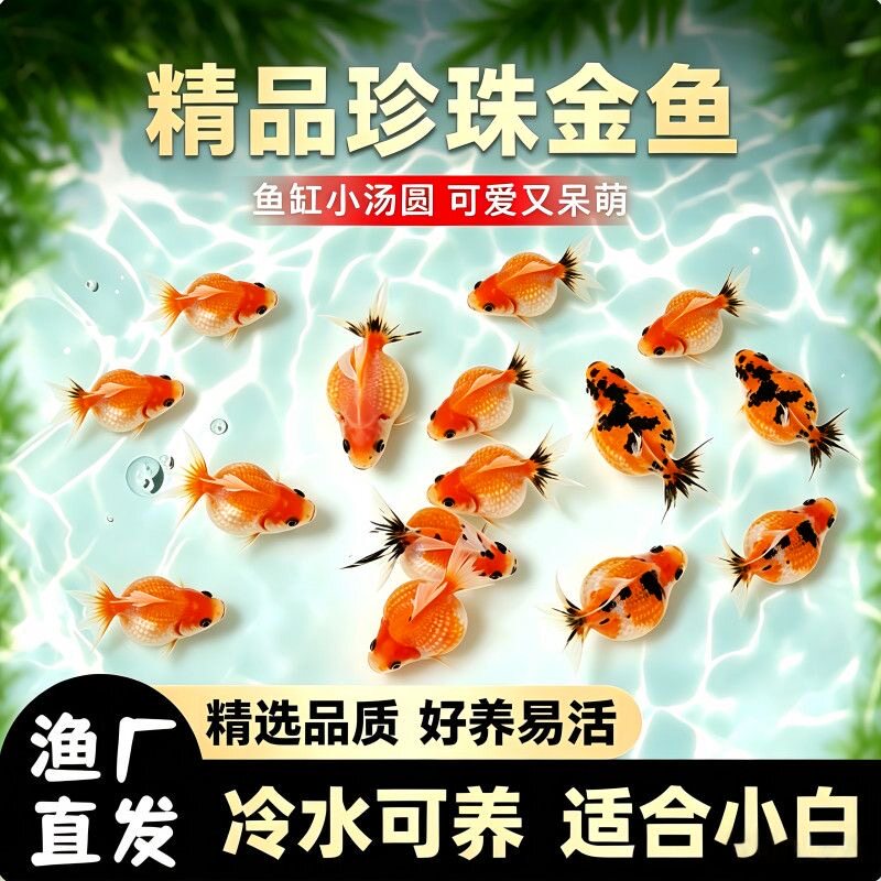 珍珠金鱼活鱼精品重墨奶牛小尾五花寿水墨寿红白兰寿黑寿图片