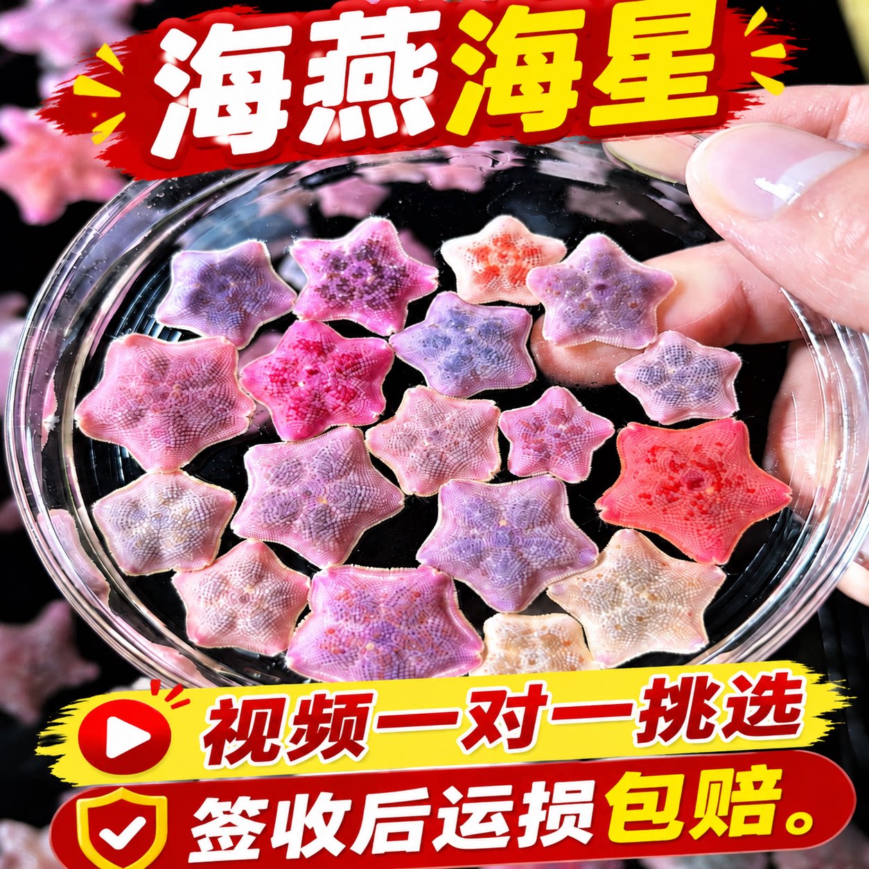 海燕海星精品异色一对一挑选小宠物海缸活体动物粉色异形派大星