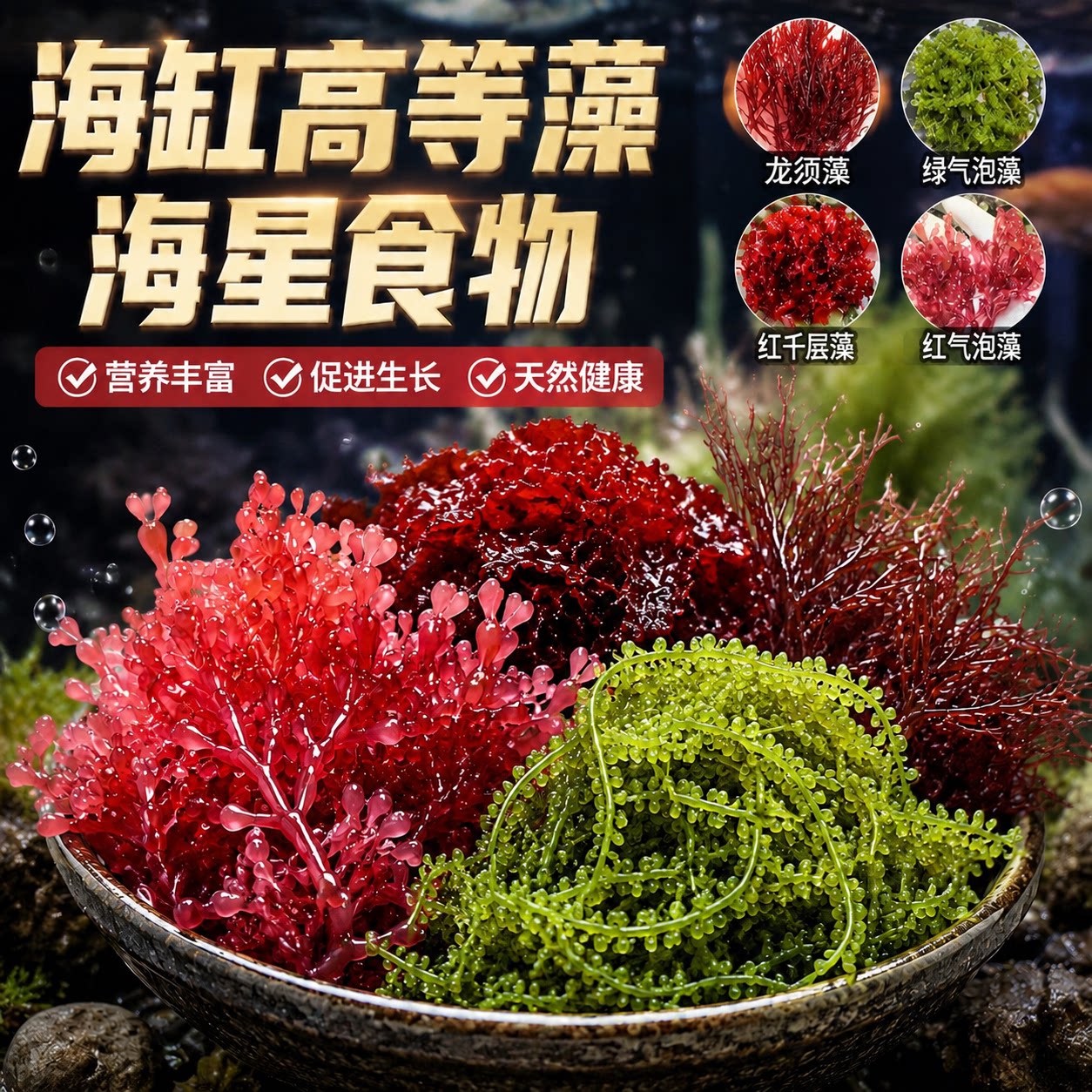 海星食物自助餐海藻红气泡藻饲料高等藻海缸净化水质海缸海胆可食