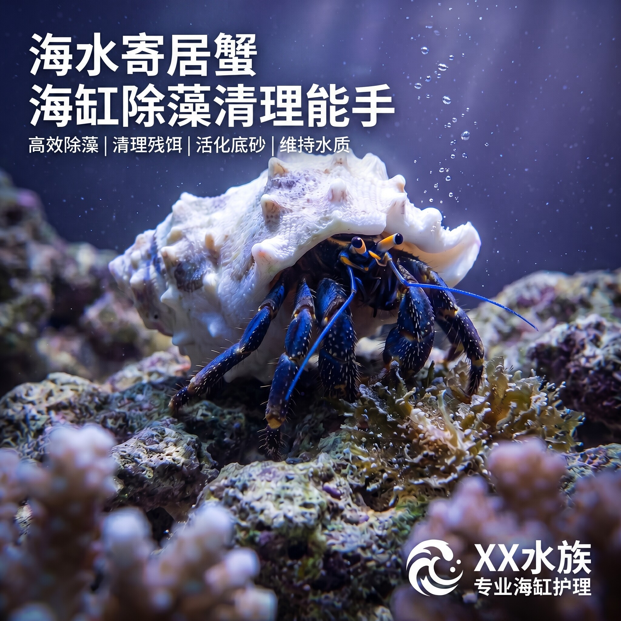 海水寄居蟹活体海洋生物清缸吃藻吃残渣观赏活体海缸水族宠物除藻