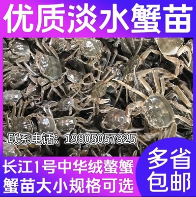 正宗鲜活大亲本养殖全母蟹苗淡水扣蟹苗稻田蟹苗小河蟹螃蟹苗幼苗