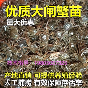江苏蟹苗长江一号养殖蟹苗长江系淡水螃蟹苗河蟹苗毛蟹苗扣蟹苗