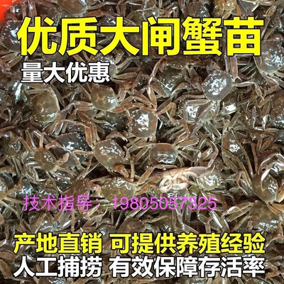 江苏蟹苗长江一号养殖蟹苗长江系淡水螃蟹苗河蟹苗毛蟹苗扣蟹苗