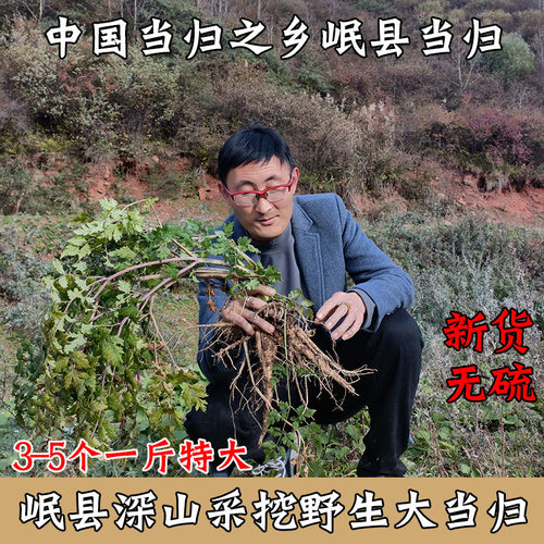 甘肃岷县特大野生当归稀少货源