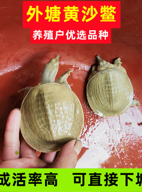 本地外塘淡水鳖苗顺丰包活