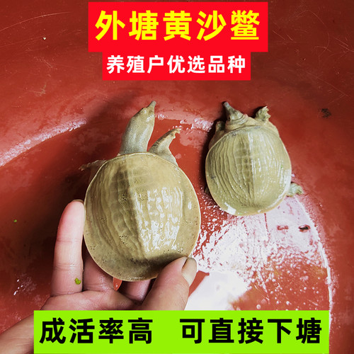 本地外塘淡水鳖苗顺丰包活
