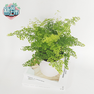 新品曼舞铁线蕨迷雾森林铁线蕨窗台盆栽室内蕨类植物好养净化空气