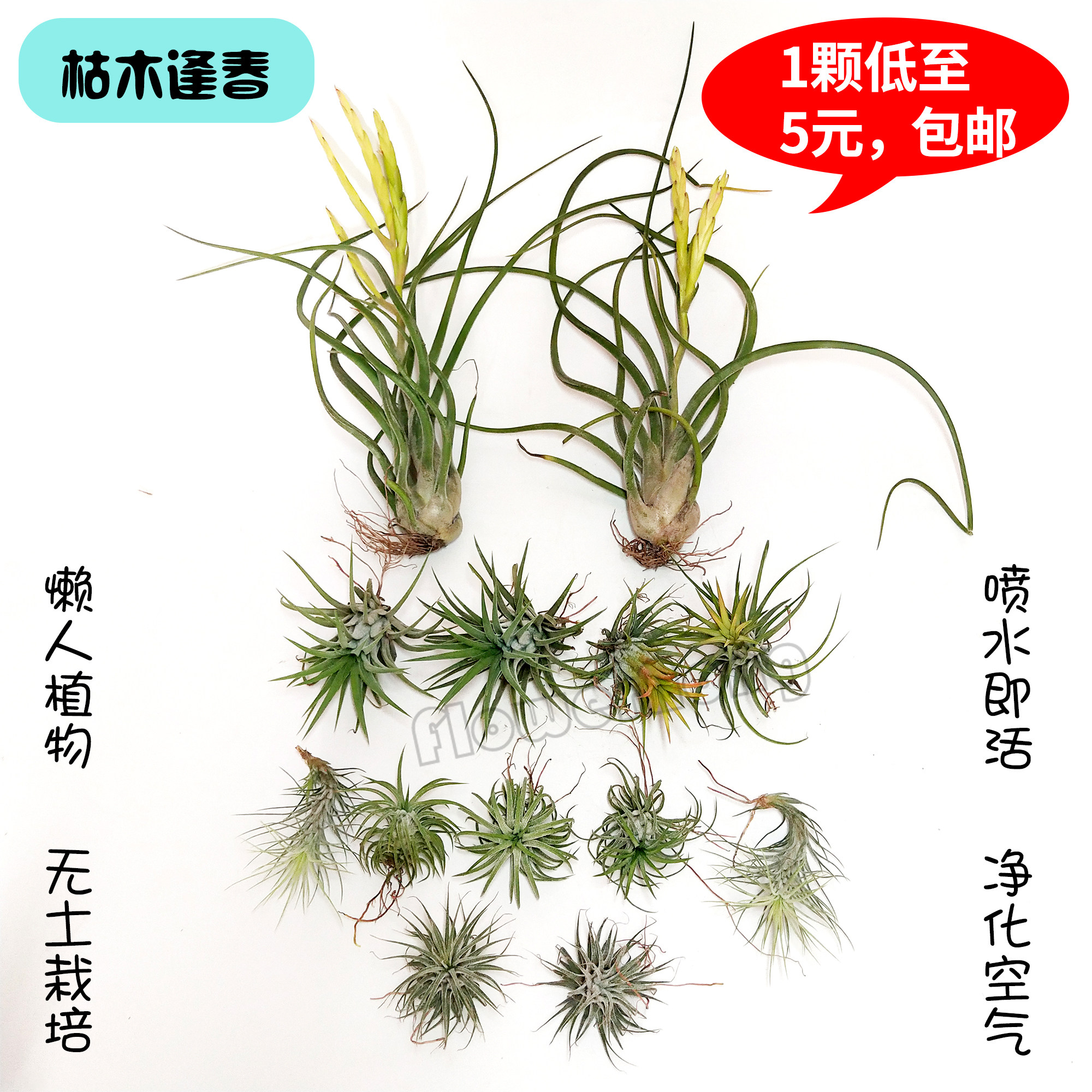 空气凤梨福果红精灵气生植物无土栽培组合盆栽室内绿植花卉吸甲醛