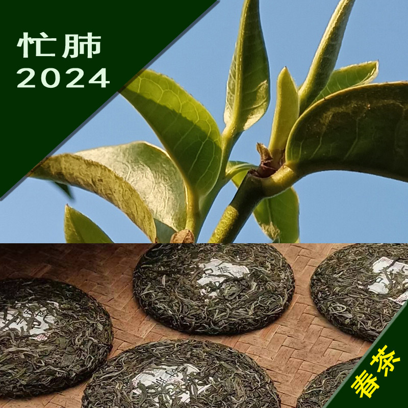 普洱茶忙肺茶2024春茶明前茶头春茶农家手工茶新茶生茶散茶包邮