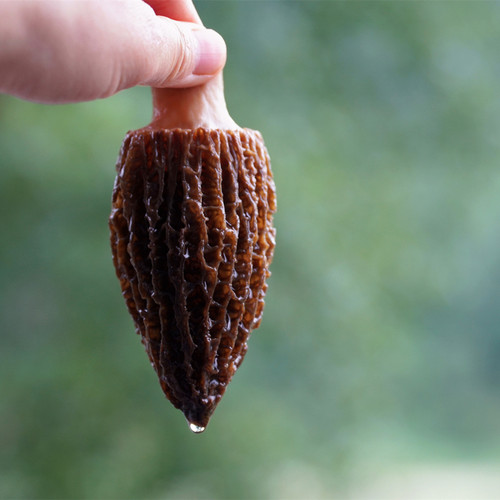 2026新货四川头茬羊肚菌香肉100g