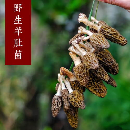 深山纯野生羊肚菌特级香味浓
