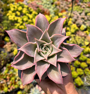 好养书房 韩系卷叶贵货稀有大颗多肉植物四季 饺子皮 黑腐水化包赔