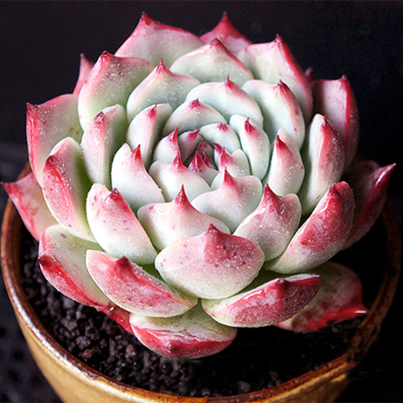 吉娃娃吉娃莲杨贵妃书房基地云南