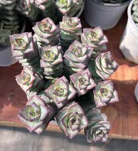 星王子 青锁龙科群生多肉植物 室内阳台防辐射盆栽花卉萌物组合