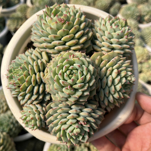 船长多肉植物 大颗群生精品多肉植物 新手好养阳台园艺盆栽绿植