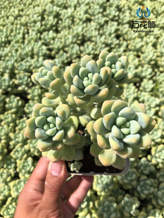 天使之泪 大棵清棚散群老桩多肉植物组合 房办公室防辐射绿植