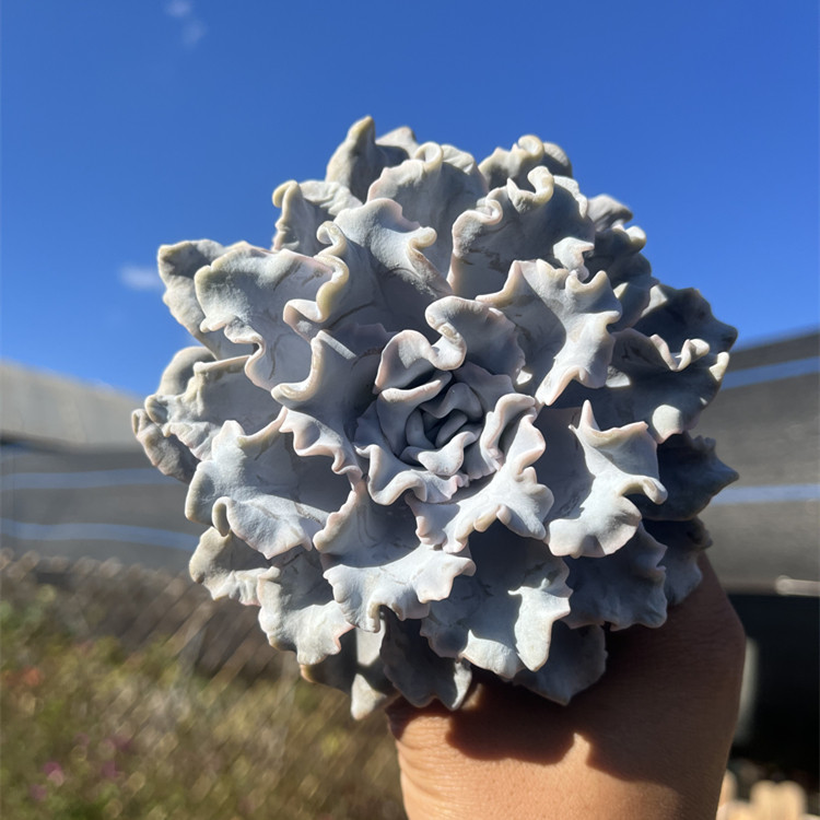 白饺子皮 皱叶芭蕾舞者 精品多肉植物大颗外形奇特 爆款网红植物