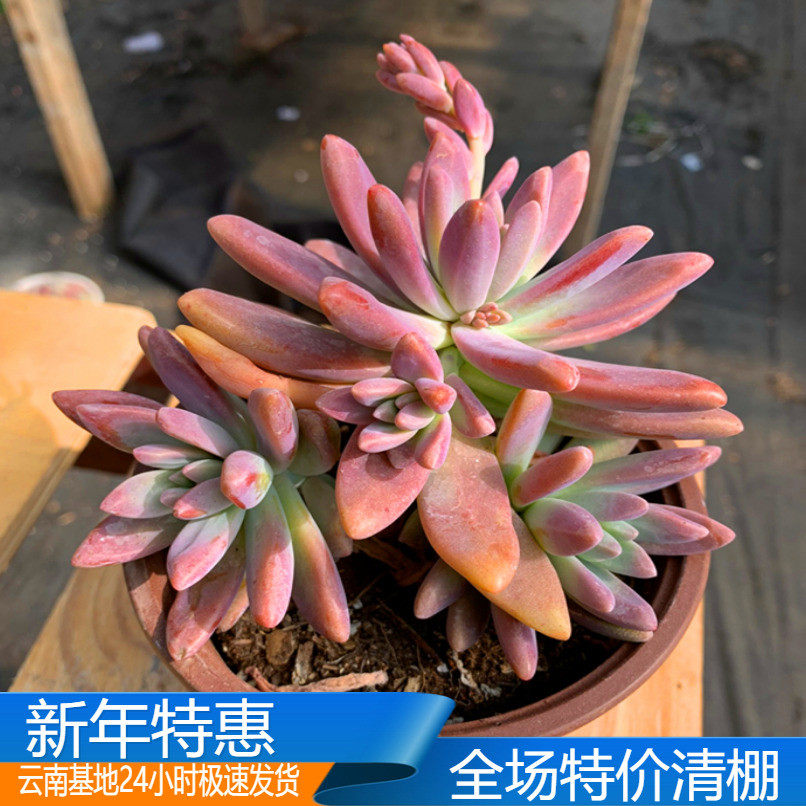 多肉秋丽价格 多肉秋丽图片 星期三