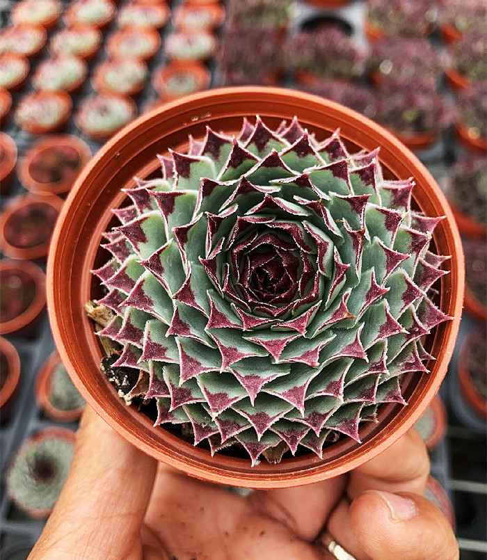 凌娟 送赠品长生草属多肉植物好养易活 室内办公室防辐射观赏绿植