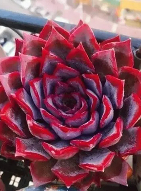 暗冰 开学礼物 好养好看大颗多肉植物 室内书房办公室耐干旱好度