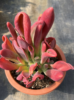 火狐狸 筒叶唐印 一单包邮红色鲜艳外形独特大颗群生多肉植物室内