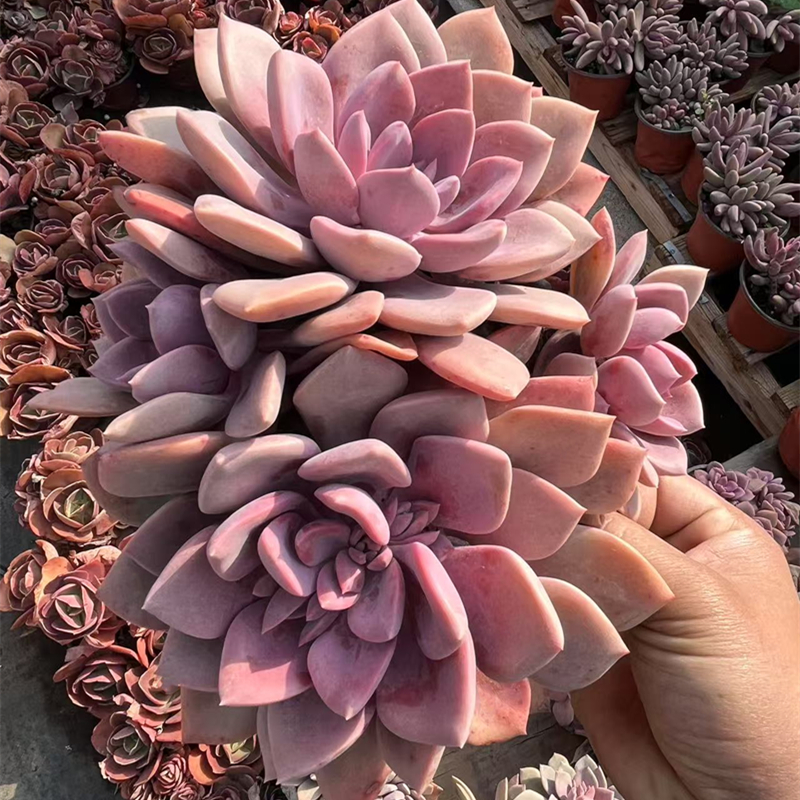 黛比新手盆栽室内云南花卉可爱