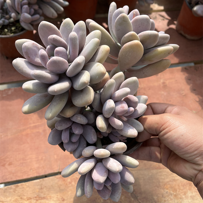 文思通原始奶酪 包邮大株肥嘟嘟群生多肉植物新手好养易繁殖组合,鲜花速递/花卉仿真/绿植园艺,多肉植物,淘宝优惠券,粉丝福利购,淘宝优惠卷