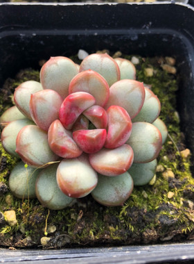 葡萄风车草进口控养清棚多肉植物