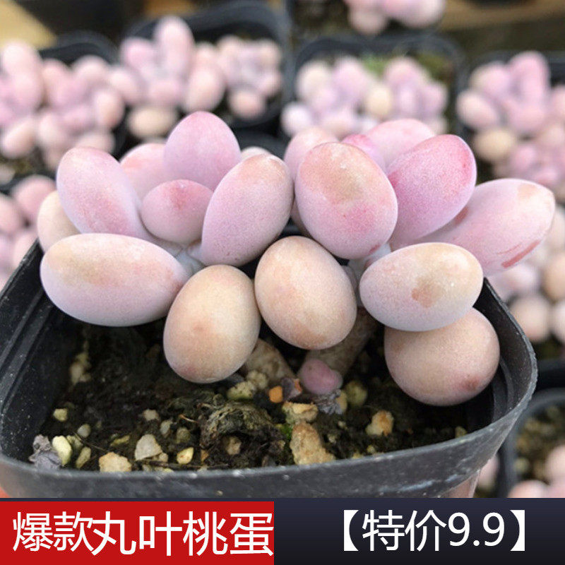 Boutique Peach eggs/Peach egg Succulent plants Indoor potted Meng things One thing a shotin the Flower delivery/Flowers simulation/Plants gardening , Flowers/Potted plants (New) , Succulents  category - from Buy2taobao.com to provide professional Taobao agent buy service
