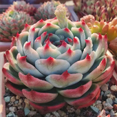 水蜜桃吉娃娃 天然露养出状态精品多肉植物群生阳台小萌物绿植