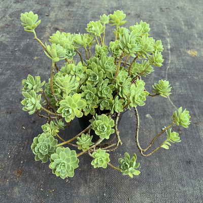 非常容易薄化妆妖桩多肉植物