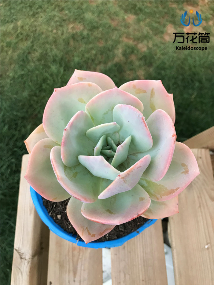 白凤老桩 大颗清棚多肉植物云南直发大株包邮 室内办公桌绿植好养