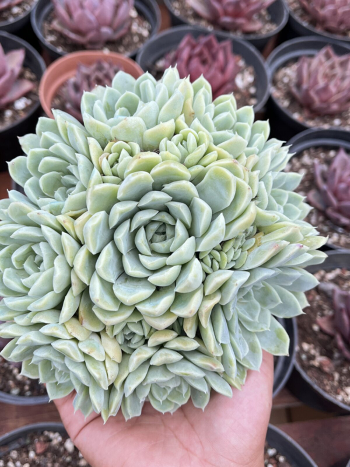 白月影阿尔巴月影 七夕礼物群生多肉植物四季好养易打理趣味萌物