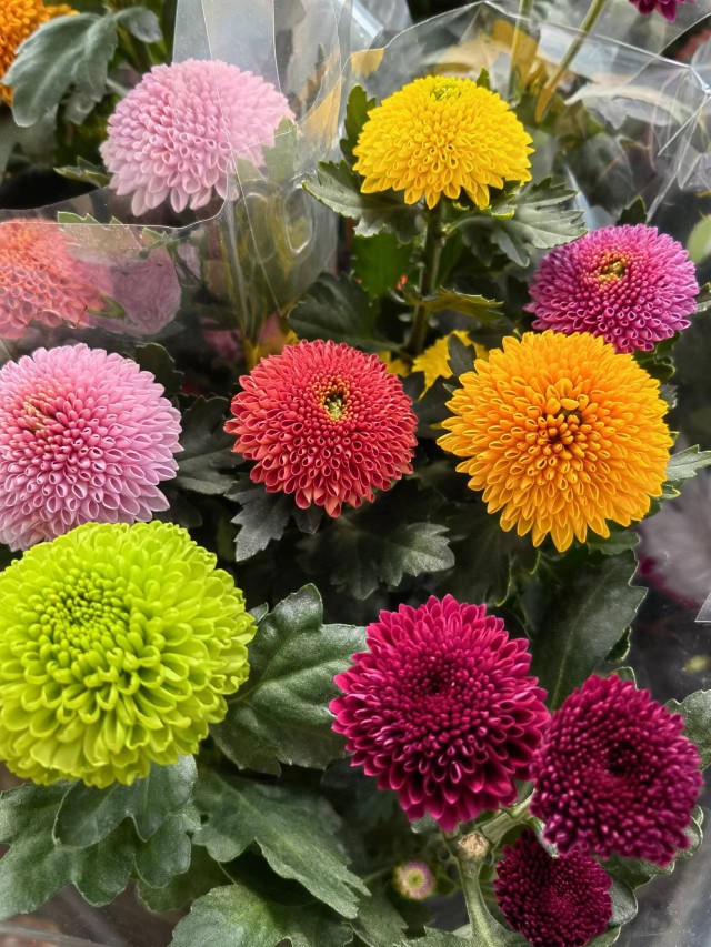 彩色兵乓菊绿色阳台植物带着菊花清香味室内外好养植物驱蚊虫盆栽