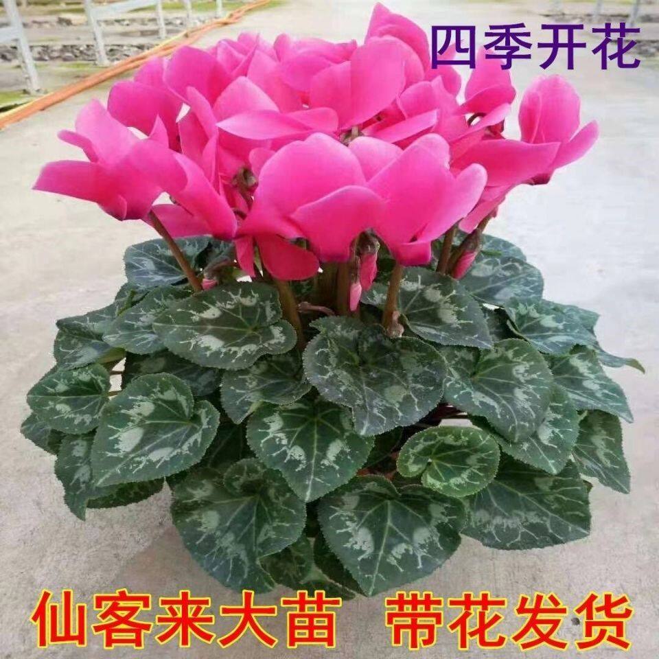 新品重瓣仙客来盆栽兔耳带花发货室内阳台四季花好养花卉观花植物