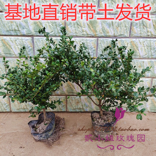 龟甲冬青苗小叶冬青四季常青庭院绿化绿篱笆小苗木龟甲冬青灌木球