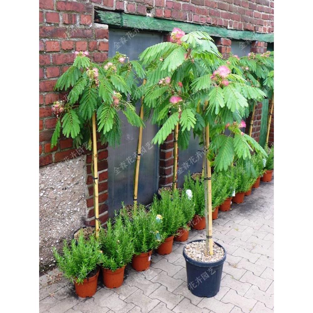 合欢树苗芙蓉树苗绒花树银叶金合欢花树苗树木庭院南北方种植盆栽