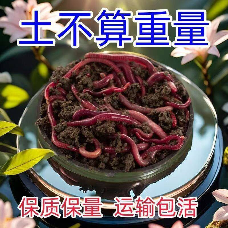 鲜活红蚯蚓活体鱼饵太平二号野钓黑坑通杀活饵