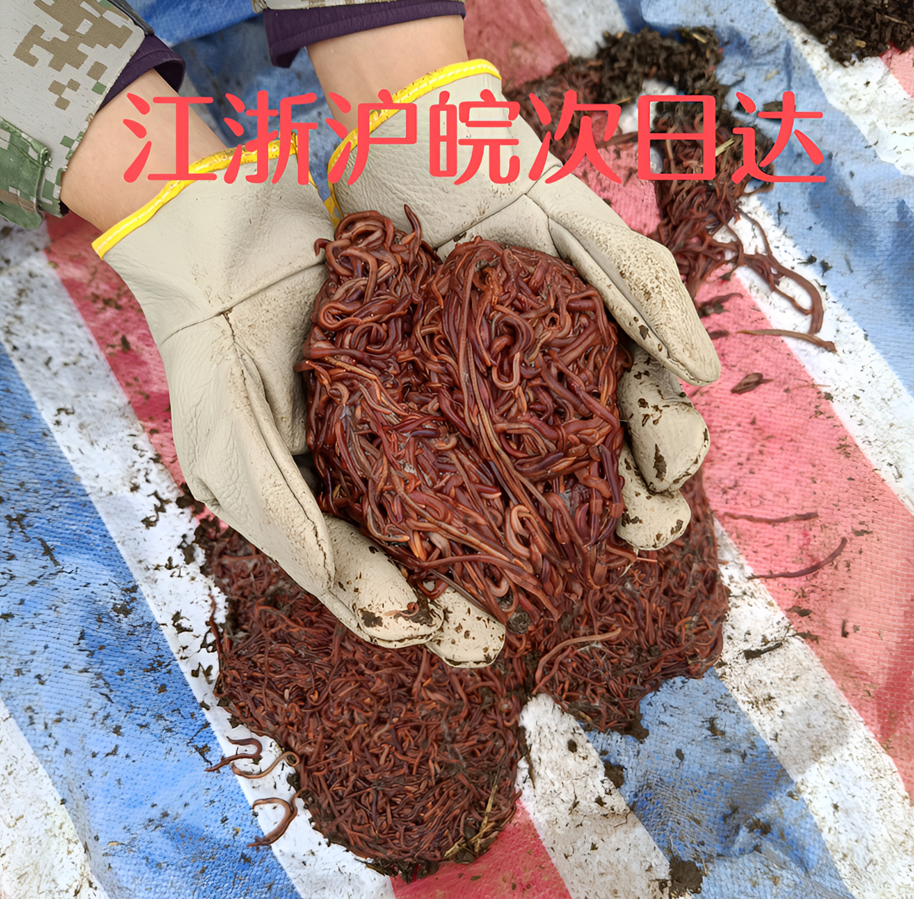 太平二号红蚯蚓活体 钓鱼饵料活饵 散装盒装批发