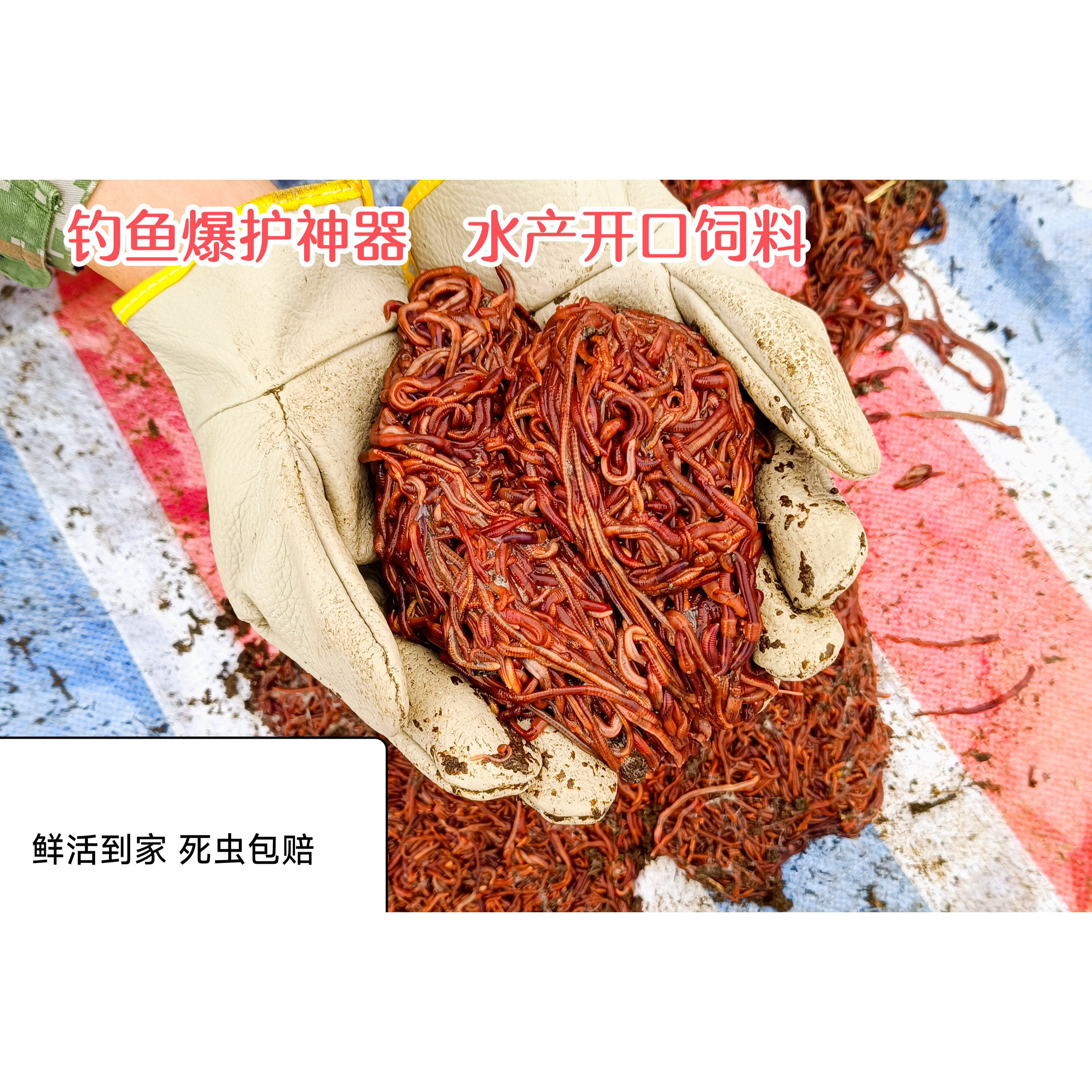 红蚯蚓活体钓鱼饵料活饵散装盒装批发